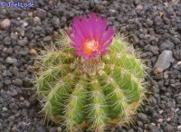 Notocactus purpureus