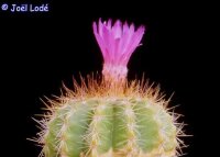 Notocactus purpureus