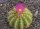 Notocactus purpureus