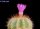 Notocactus purpureus