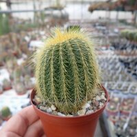 Notocactus warasii