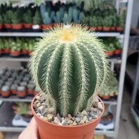 Notocactus warasii