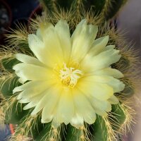 Notocactus warasii