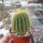 Notocactus warasii