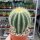 Notocactus warasii