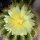Notocactus warasii