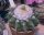 Discocactus pugionacanthus HU 462
