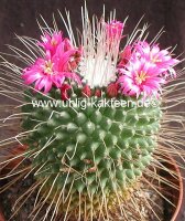 Mammillaria spinosissima cv. Un Pico