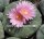 Lophophora fricii