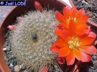 Rebutia chrysacantha Santa. Barbara, Argentinien