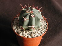 Ferocactus californicus L 1405 Nopolo, Baja California,...