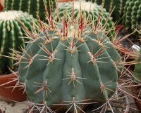Ferocactus rectispinus Playa El Coyote, Baja California Süd, Mx.