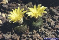 Frailea phaeodisca