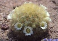 Mammillaria carmenae