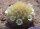 Mammillaria carmenae
