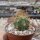 Trichocereus terscheckii