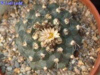 Turbinicarpus swobodae