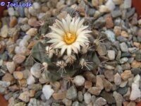 Turbinicarpus swobodae