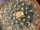 Turbinicarpus swobodae