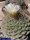 Strombocactus disciformis