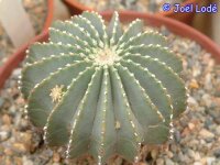 Geohintonia mexicana