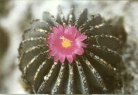 Geohintonia mexicana