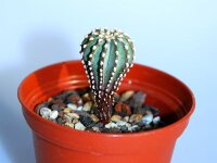 Geohintonia mexicana