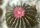 Geohintonia mexicana