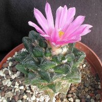 Ariocarpus fissuratus