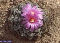 Ariocarpus fissuratus