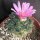 Ariocarpus fissuratus