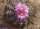 Ariocarpus fissuratus