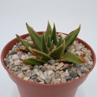 Ariocarpus trigonus