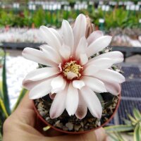 Gymnocalycium quehlianum