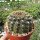 Gymnocalycium quehlianum