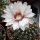 Gymnocalycium quehlianum