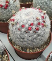Mammillaria candida