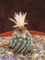 Turbinicarpus schmiedickeanus v. dickisoniae