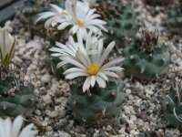 Turbinicarpus klinkerianus