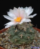 Turbinicarpus lophophoroides