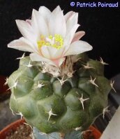 Turbinicarpus lophophoroides