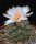 Turbinicarpus lophophoroides