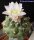 Turbinicarpus lophophoroides