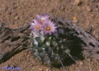 Turbinicarpus roseiflorus