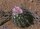 Turbinicarpus roseiflorus