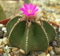 Aztekium hintonii