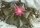 Aztekium hintonii