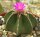 Aztekium hintonii