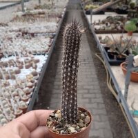 Setiechinopsis mirabilis