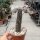 Setiechinopsis mirabilis